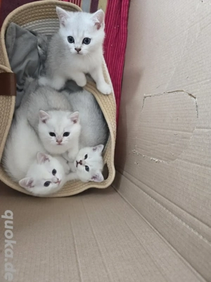 Deckkater Britisch Kurzhaar   Silber Shaded  2 Jahre  Bild 7