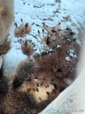 Avicularia Juruensis m2 