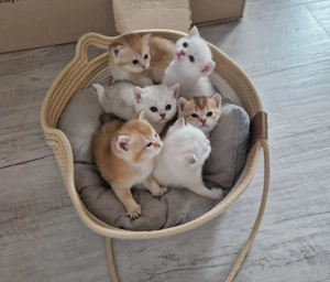 Deckkater Britisch Kurzhaar   Silber Shaded  2 Jahre  Bild 8