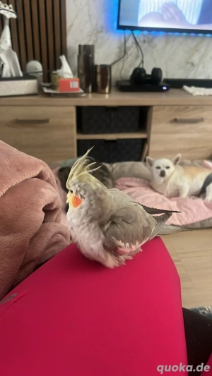 Nymphensittich gestern enflogen