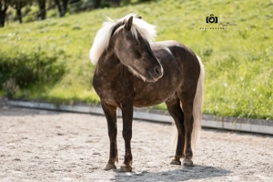 Felix - Ponymix, Wallach, 7 Jahre, Windfarben