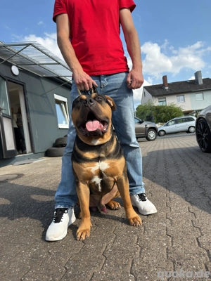 American bully XL Champ. Deckrüde