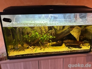 200l Aquarium mit Spanischen Rippenmolche