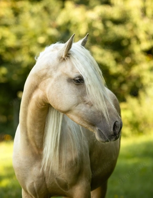 Jarana CII - PRE Pura Raza Espanola, Stute, 4 Jahre, Palomino