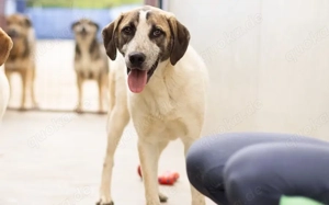 Wer schenkt dem kleinen Luke ein Zuhause