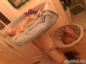 Wir suchen dringend ein neues Zuhause 