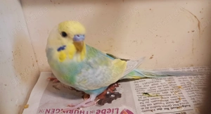 Rainbow Wellensittiche abzugeben