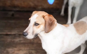 Josha - Dein Prinz Charming?