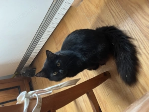 Süße sibirische Waldkatzen und eine Kurzhaar abzugeben 