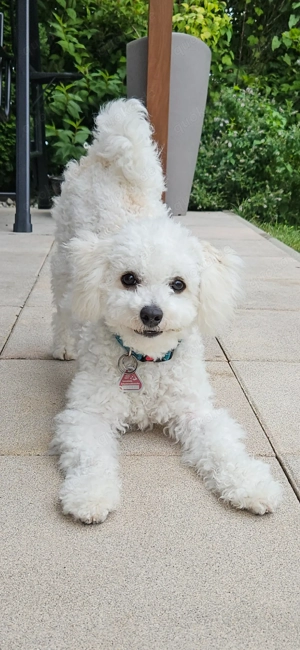 Bichon Frise Deckrüde reinrassig