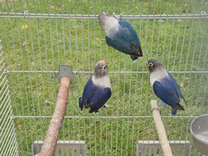 Schwarzköpfchen, Unzertrennliche Agaporniden 
