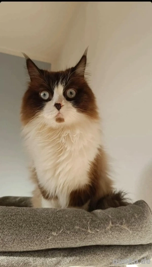 Ragdoll Katzen in Gute Hände abzugeben 