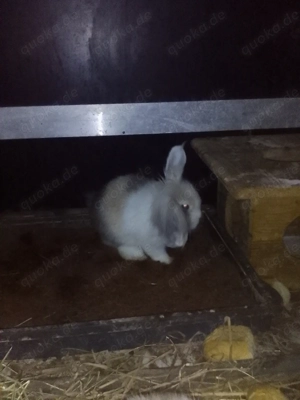 Zwerghase Weibchen und Männchen