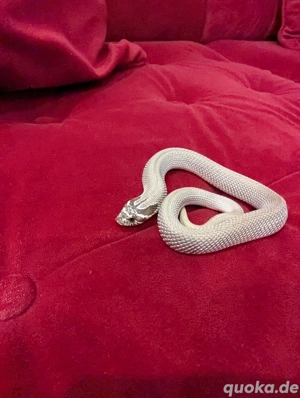 Hakennasennatter (Heterodon nasicus)   1.0 Superconda, het Axanthic, het Ghost