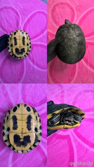 Nordamerikanische Schmuckschildkröte Cumberland, Trachemys scripts troostii