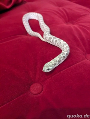 Hakennasennatter (Heterodon nasicus)   0.1 Axanthic