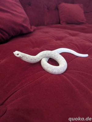 Hakennasennatter (Heterodon nasicus)   1.0 Snow