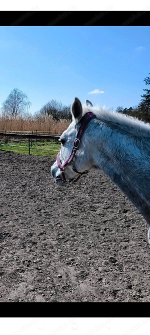 Pferd sucht Reitbeteiligung 