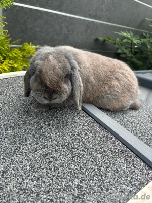 Zuchtrammler (Sportwidder)