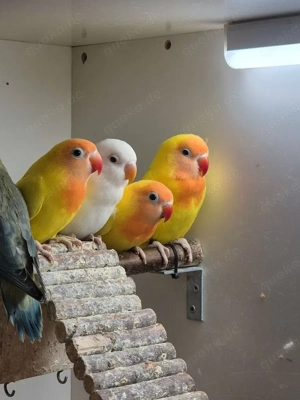 Agapornis nigrigenis - Rußköpfchen -Unzertrennliche - Lovebird