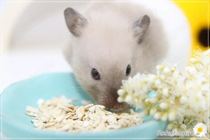 Zauberhafte, zahme Goldhamster und Teddyhamster Jungtiere