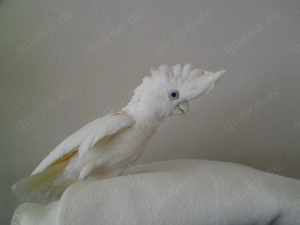 Salomonenkakadu Kakadu Hahn