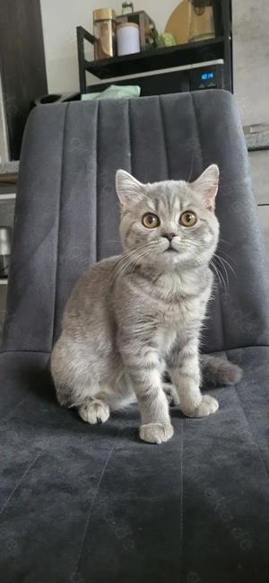 Bkh kleine Kätzchen 5,5 Monate alt 