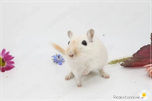 Zauberhafte, handzahme Rennmäuschen Bild 3