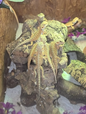 die letzten 5 Bartagamen Jungtiere - Bartagamen- Bartagame Babys 