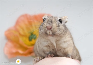 Zauberhafte, handzahme Rennmäuschen Bild 2