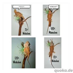 Bartagame 100%Tiger Jungtiere