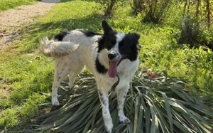 Soziale Sienna sucht aktives Zuhause