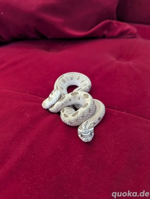 Hakennasennatter (Heterodon nasicus)   1.0 Arctic Conda