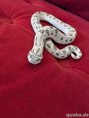 Hakennasennatter (Heterodon nasicus)   0.1 Arctic Conda 