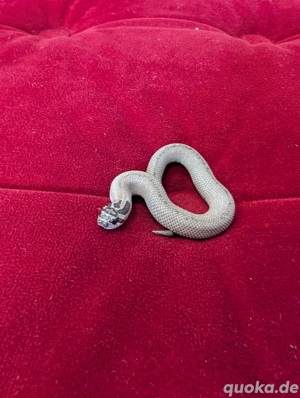 Hakennasennatter (Heterodon nasicus)   1.0 Arctic Super Conda 