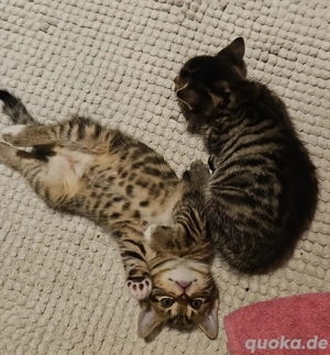 in liebevolle Hände abzugeben 