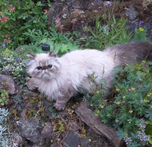 Perser Colorpoint Katze