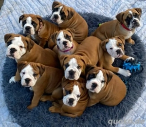 Englische Bulldogge welpen