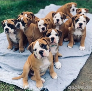 Englische Bulldogge welpen