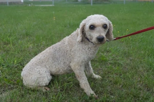 FLUFFY - Kleinpudel (kastriert) NOTFALL (SGB 450,00  )