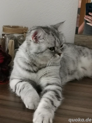 Lusy Britisch Kurzhaar kastriert Stammbaum Katze BKH sehr lieb