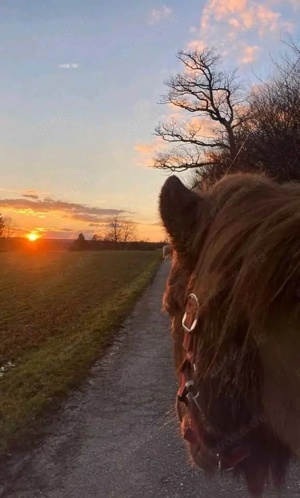 Reitbeteiligung gesucht (PsR)