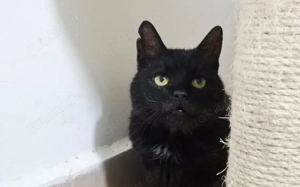 Abraxas - schwarze Schönheit