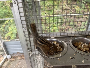 3 chin. Baumstreifenhörnchen weiblich Jungtiere aus 2025 abzugeben