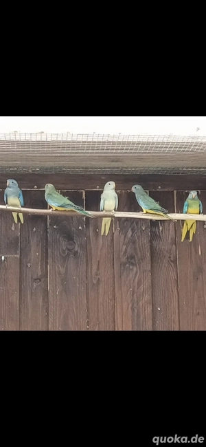 Glanzsittiche, Sittiche