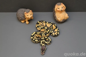 Enchi Yellowbelly Hypo Königspython, Python Regius 