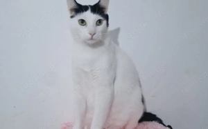 Zuhause gesucht für Marico