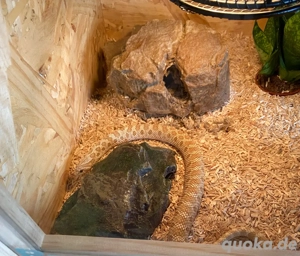 Westliche Hakennasennatter