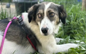 Tala - zarte Schönheit