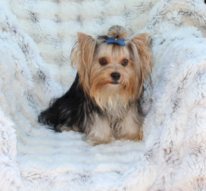 Zauberhafte Yorkshire Terrier